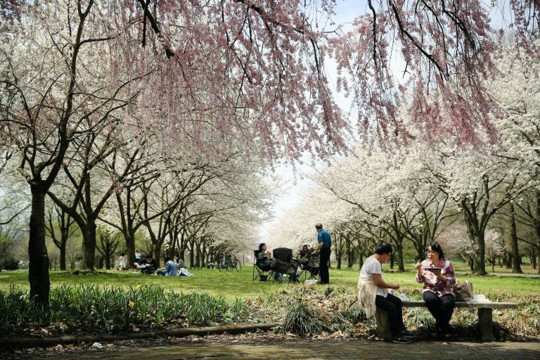 People picnic amongst trees blooming with flowers at the Fairmount Park Horticulture Center
