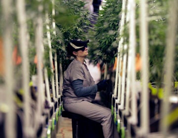 Heather Randazzo, a grow employee at Compassionate Care Foundation's medical marijuana dispensary, trims leaves off marijuana plants in the company's grow house, Friday, March 22, 2019, in Egg Harbor Township, N.J. (AP Photo/Julio Cortez)