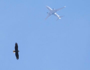 A bald eagle was seen at Shortridge Memorial Park in Wynnewood. (Courtesy of Jason Weckstein)