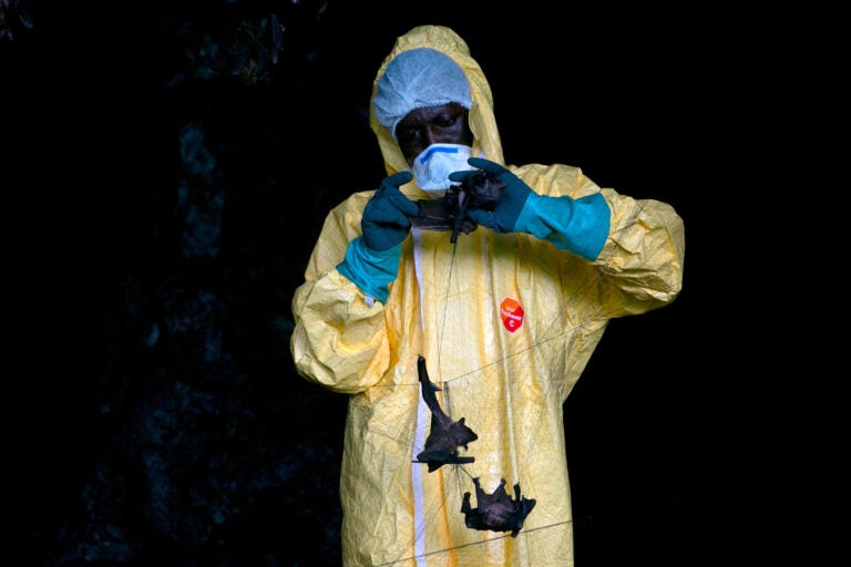 A researcher with Franceville International Medical Research Centre collects bats in a net on November 25, 2020 inside a cave in Gabon. Scientists are looking for potential sources for a possible next coronavirus pandemic.
(Steeve Jordan/AFP via Getty Images)