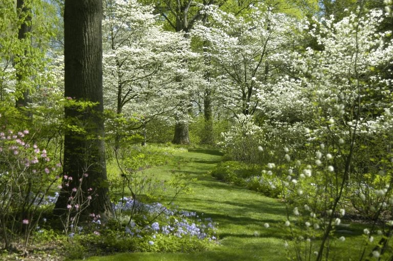 A path of dogwoods at Mt. Cuba Center Botanical Gardens