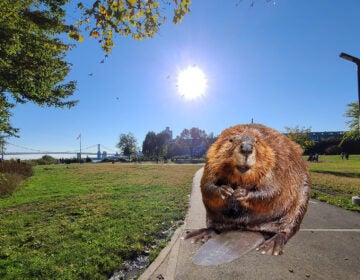 Fishtown naturalists are excited over an apparent beaver at Penn Treaty Park (not to scale). (Billy Penn illustration)