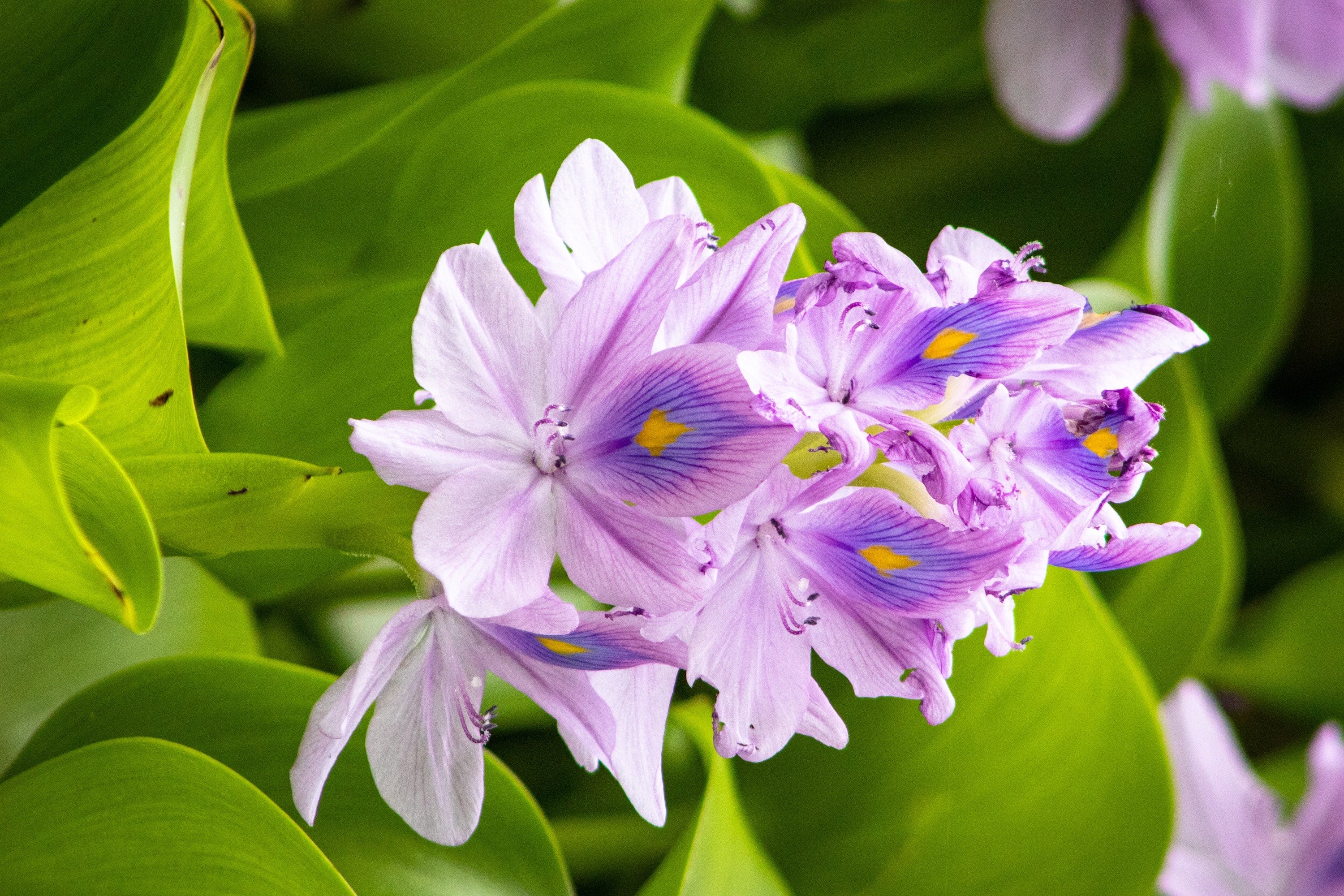 A closeup of a water hyacinth