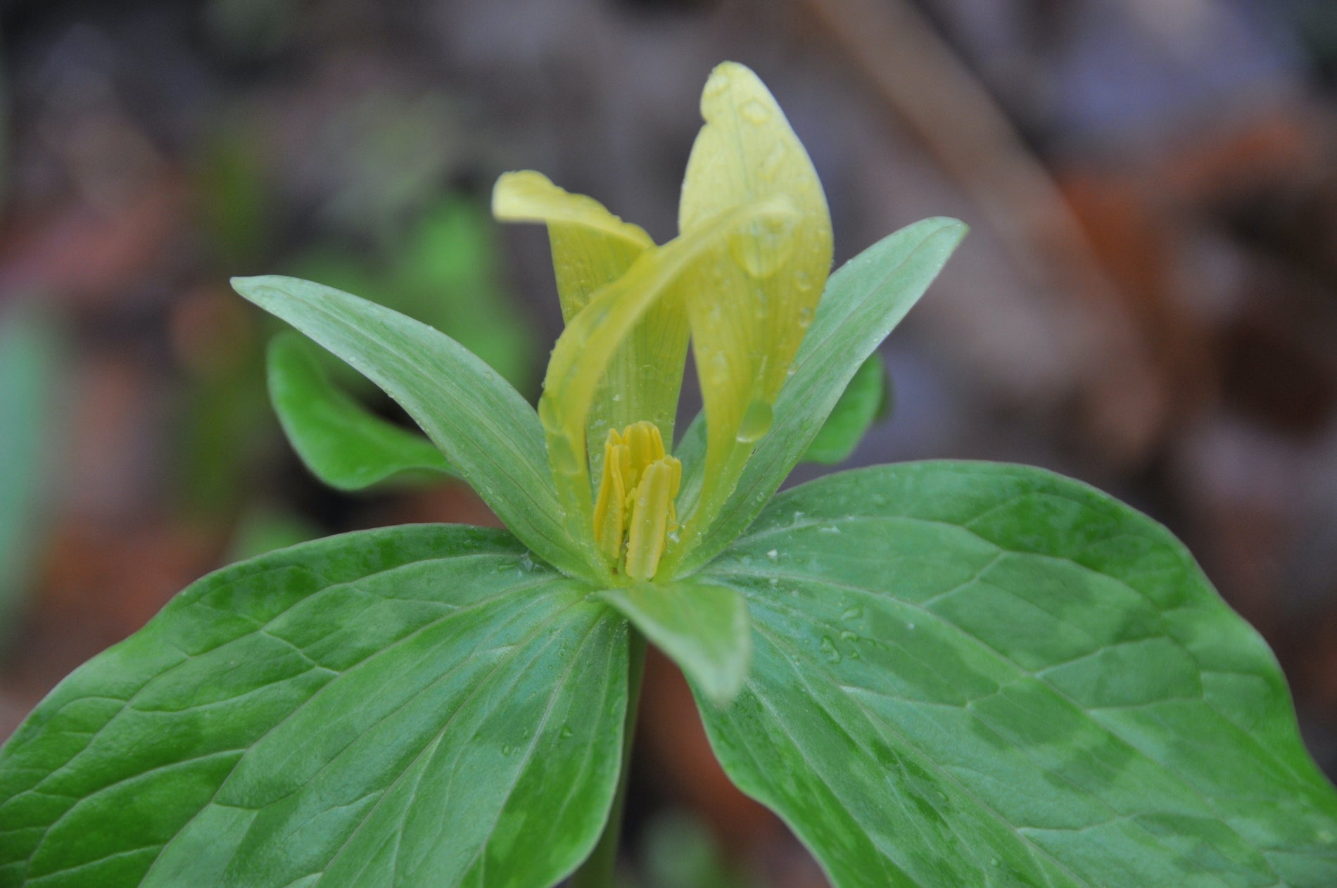 A yellow flowered Trillium cuneatum starts to bloom