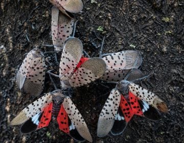 A closeup of spotted lanternflies on a tree
