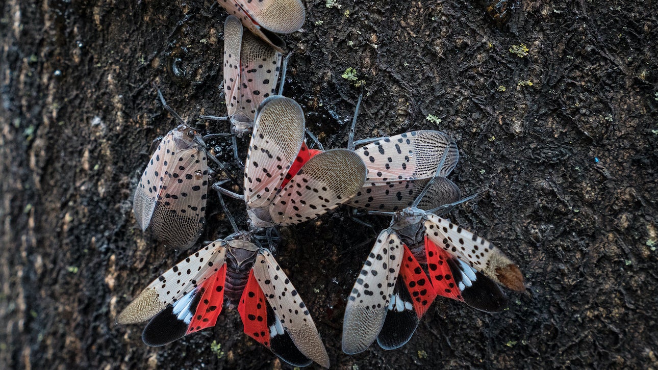 A closeup of spotted lanternflies on a tree