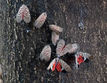 A closeup of spotted lanternflies on a tree