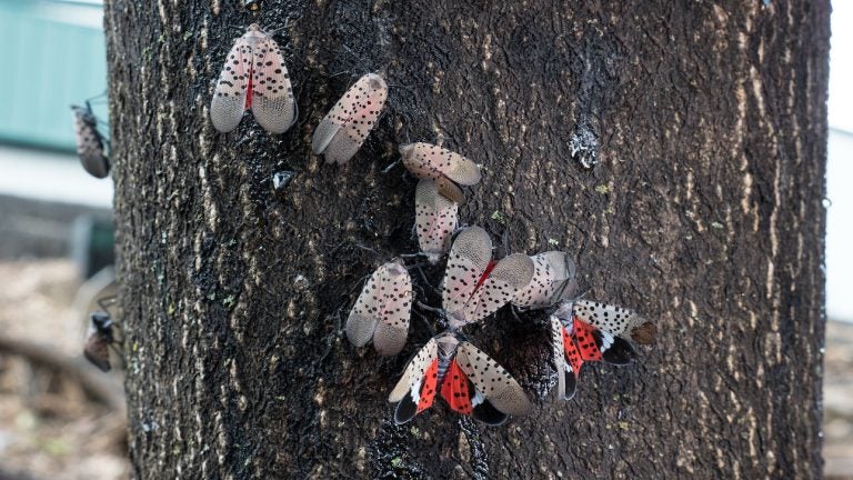 A closeup of spotted lanternflies on a tree