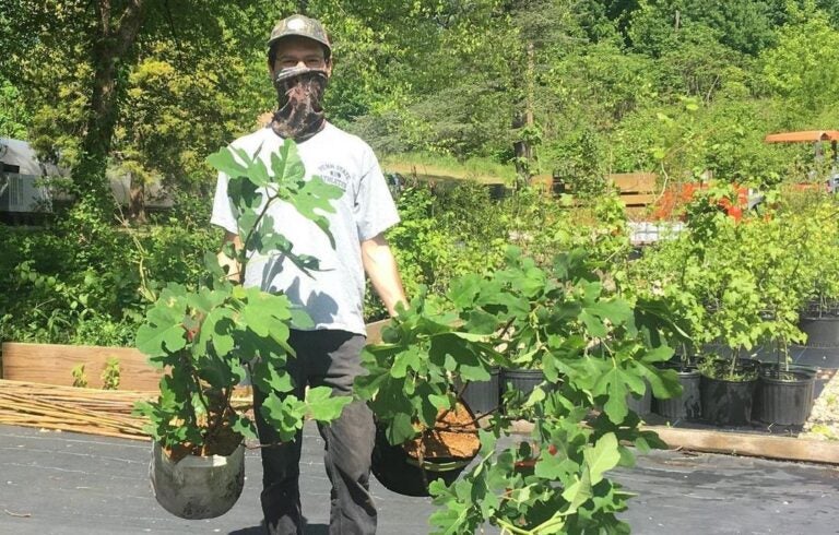 A person holds free trees that are set to be planted as part of the TreePhilly giveaway program.