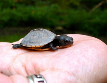 A baby turtle in Roxborough (Flickr Creative Commons/Tim McFarlance) 