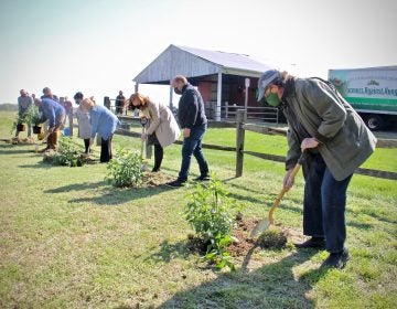 State and local officials plant butterfly bushes at the groundbreaking for the Laurel Run Land Stewardship Center in Delran, N.J. (Emma Lee/WHYY)