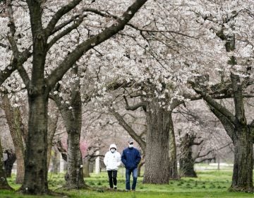 Janet Nemec and her husband Dale walk beneath blossoming trees along Kelly Drive