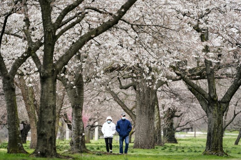 Janet Nemec and her husband Dale walk beneath blossoming trees along Kelly Drive