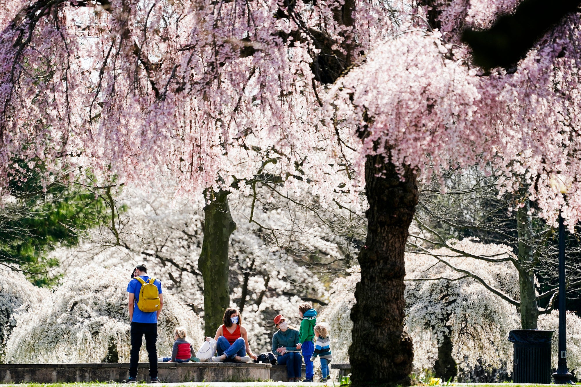 People wearing face masks gather amongst blooming cherry trees at the Fairmount Park Horticulture Center
