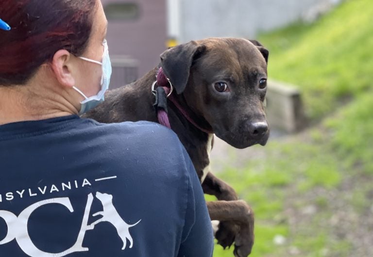 A PSPCA worker transports Pistachio the dog from a suspected dogfighting ring.