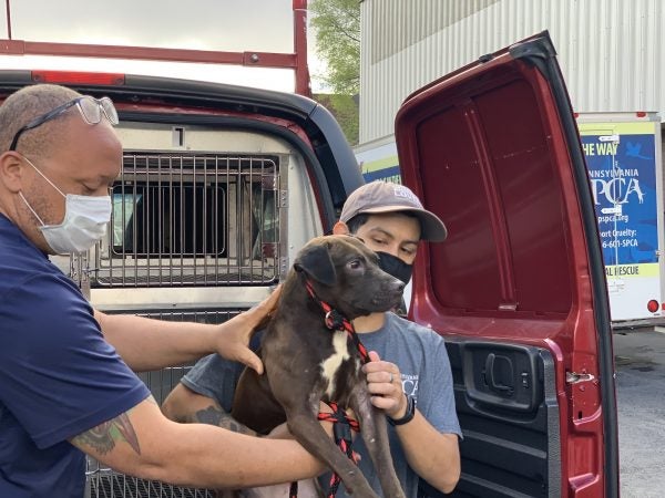 A PSPCA worker transports Pistachio the dog