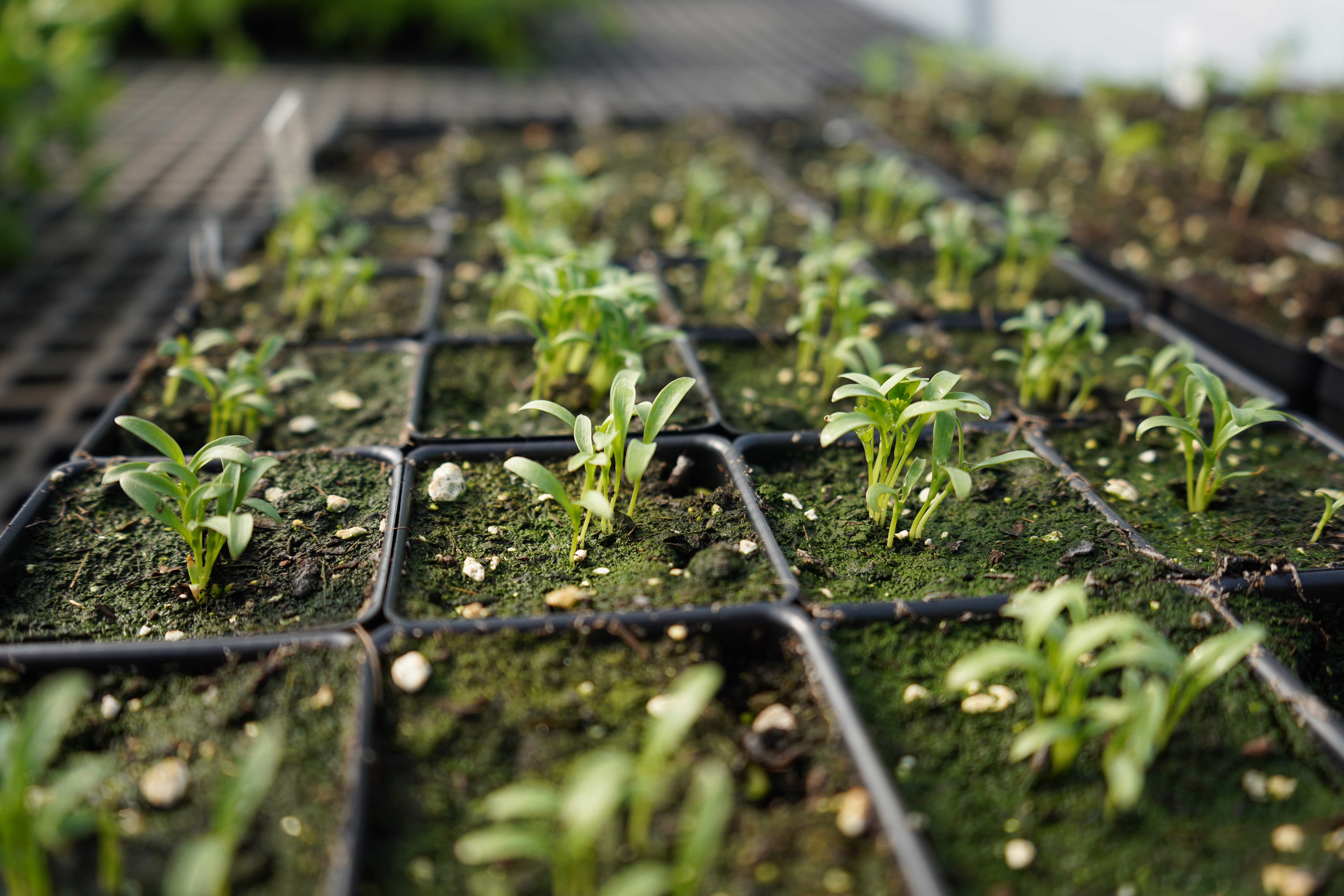 seedlings