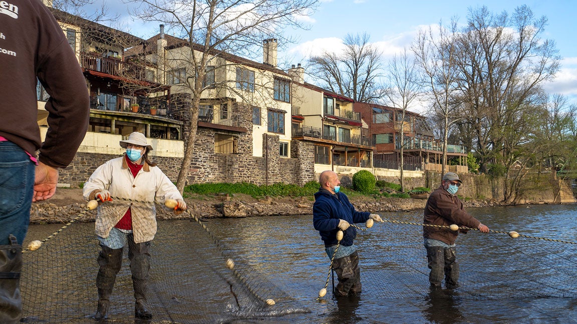 Longtime volunteer and resident Lewis Fishery historian, Charlie Groth (left), joins in on the haul.