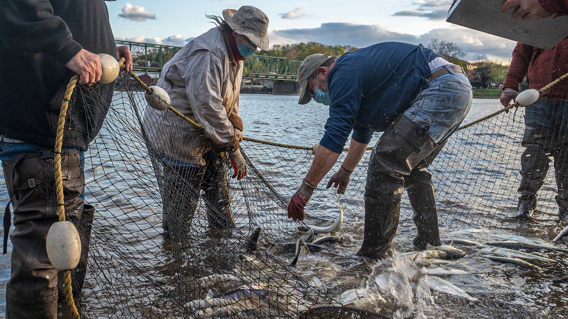 Steve Meserve identifies each shad in the net