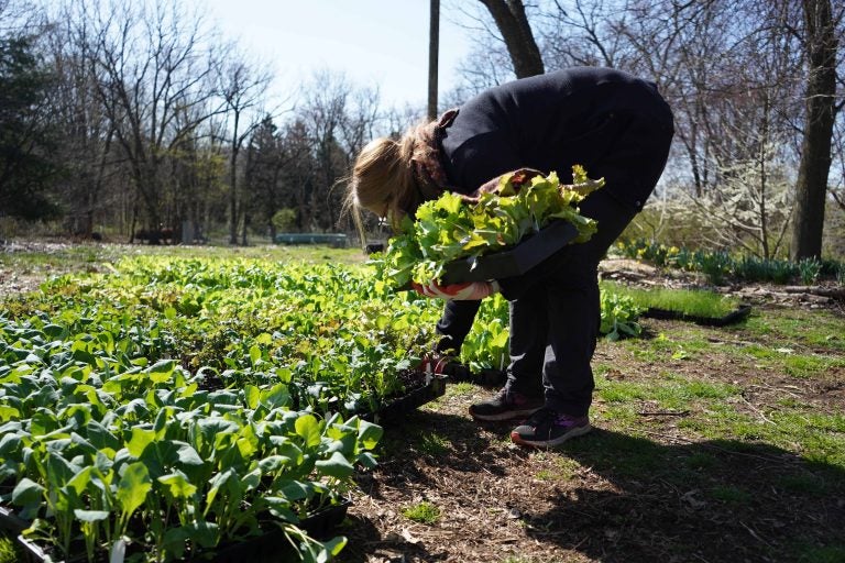 File photo: A volunteer picks up seedlings to donate to a community garden. (Kenny Cooper/WHYY)