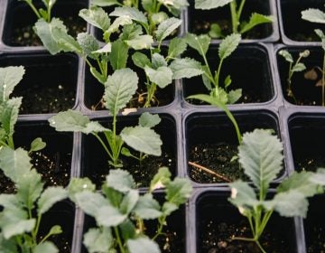 A closeup of seedlings