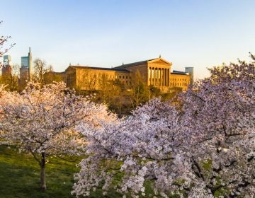 art museum-sunset-treescherryblossoms3-crop