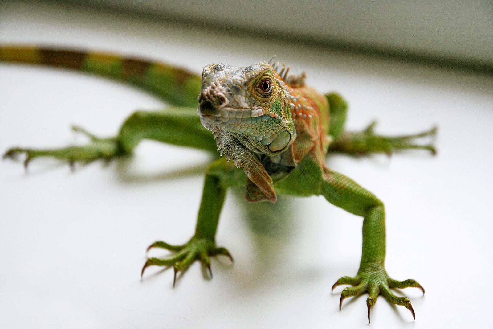 Green iguana