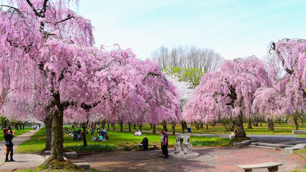 Cherry blossoms bloom at Fairmount Park