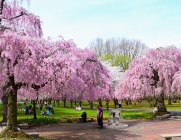 Cherry blossoms bloom at Fairmount Park
