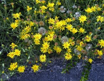 In its finding in favor of the Pinelands pipeline, a state appeals court said it did not threaten the rare sickle-leaved golden aster. (Doug McGrady via Creative Commons)