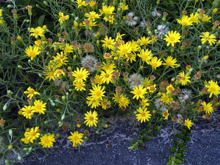 In its finding in favor of the Pinelands pipeline, a state appeals court said it did not threaten the rare sickle-leaved golden aster. (Doug McGrady via Creative Commons)