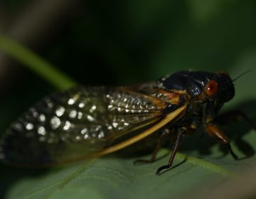 An adult cicada is seen, in Washington, Thursday, May 6, 2021. Trillions of cicadas are about to emerge from 15 states in the U.S. East. The cicadas of Brood X, trillions of red-eyed bugs singing loud sci-fi sounding songs, can seem downright creepy. Especially since they come out from underground only ever 17 years.  (AP Photo/Carolyn Kaster)