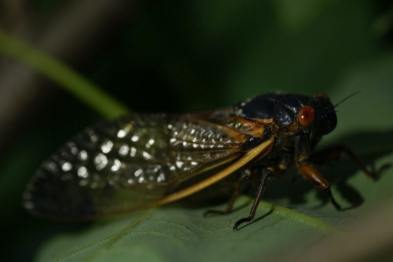 The Brood X cicada emergence - WHYY