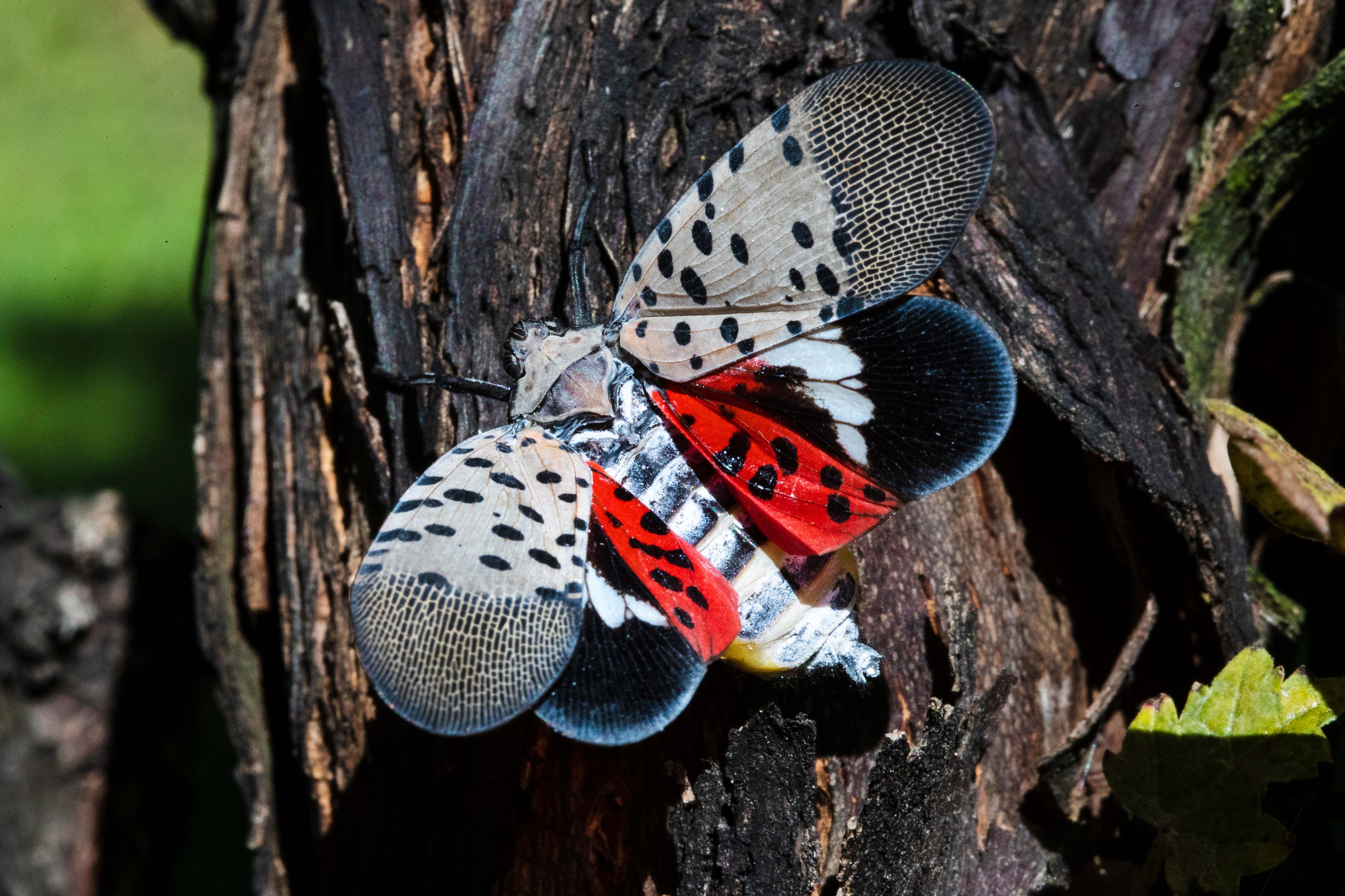 Pa Using Insecticide On Invasive Spotted Lanternflies WHYY