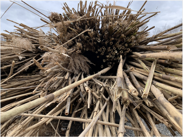 Phragmites (Courtesy of the Schuylkill Center)