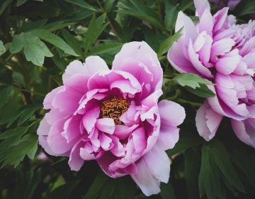 Pink peonies