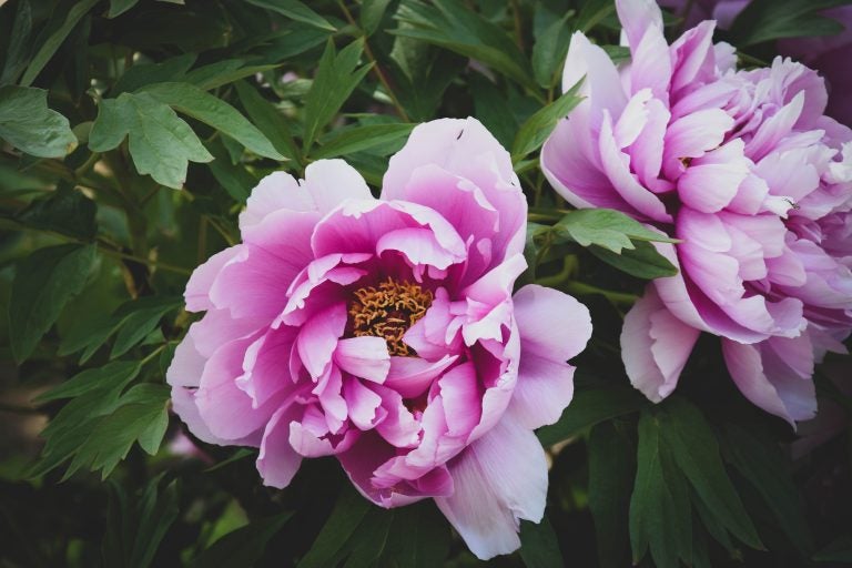 Pink peonies