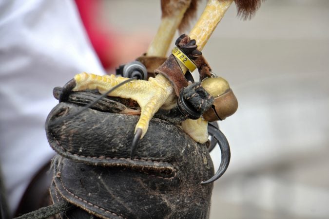 The birds from East Coast Falcons are fitted with traditional bells that help their handlers find them, but they also carry GPS tracking devices. (Emma Lee/WHYY)