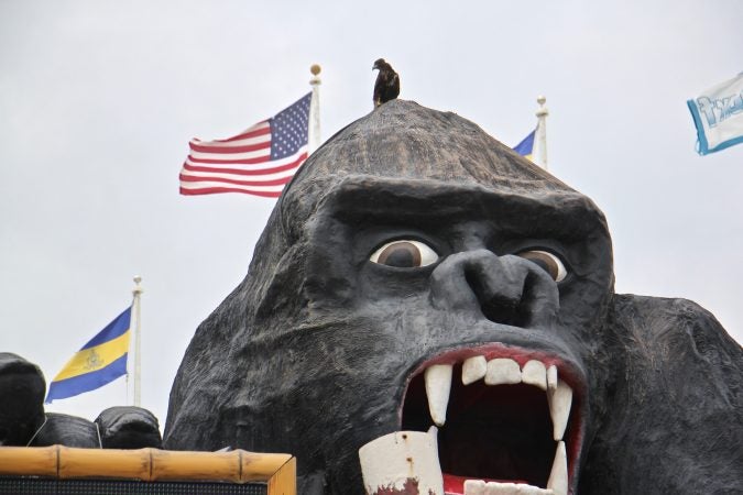 Polo, a Harris's hawk from East Coast Falcons, takes up his favorite perch atop the gorilla's head at Congo Falls mini-golf course on the Ocean City boardwalk. (Emma Lee/WHYY)