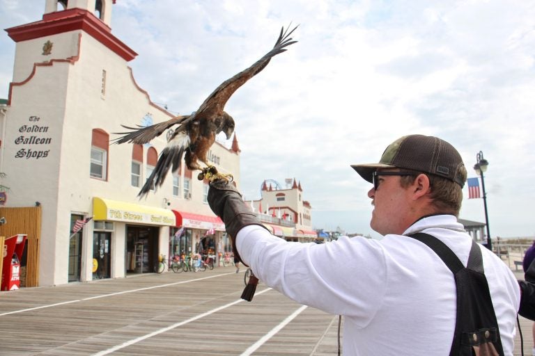 Ian Turner of East Coast Falcons releases a Harris's hawk on the Ocean City, N.J., boardwalk. The town hires falconers to keep the seagulls at bay during the tourist season. (Emma Lee/WHYY)