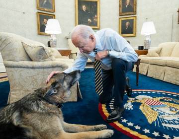 President Biden pets the Biden family dog Champ in the Oval Office in February. On Saturday, Joe and Jill Biden announced that Champ had died. (Adam Schultz/White House)