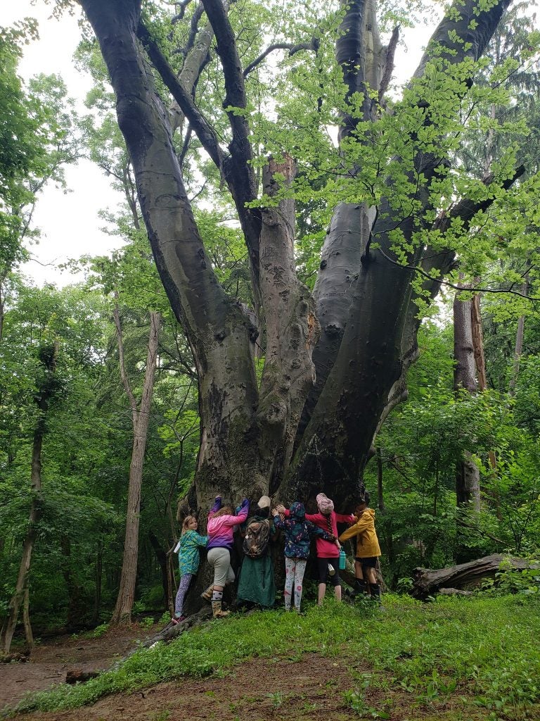 Children hugging The Great Beech in June 2019