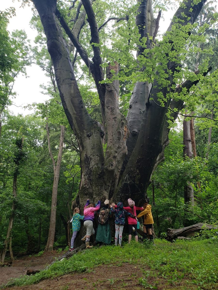 Essay Philly’s historic Great Beech tree is dying WHYY