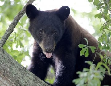 A Louisiana black bear is seen in a water oak tree
