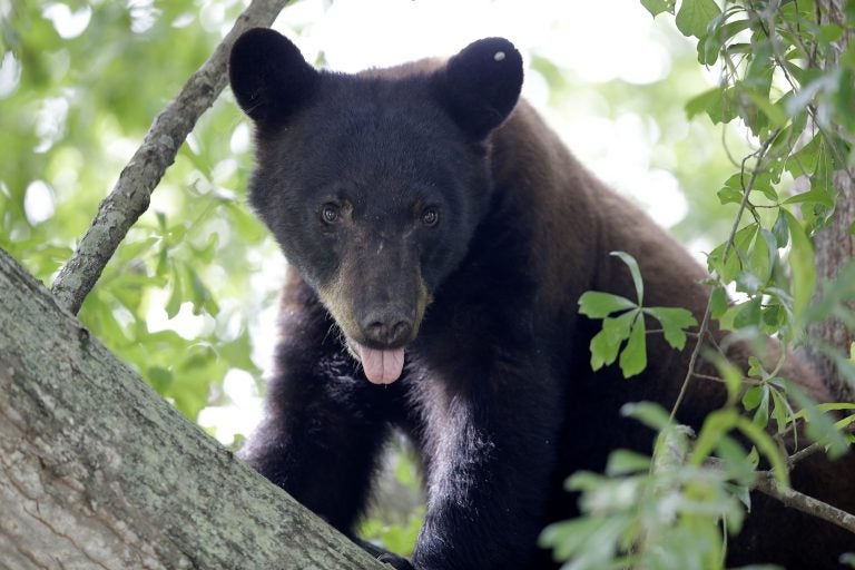 A Louisiana black bear is seen in a water oak tree