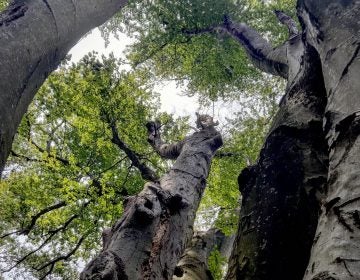 The Great Beech tree in Philadelphia