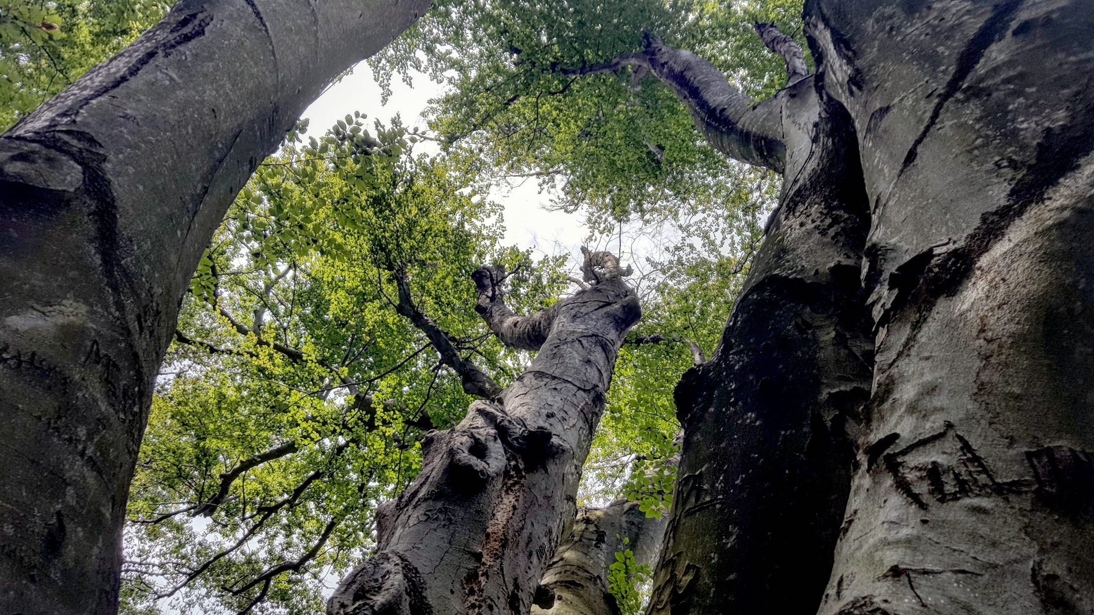 Essay Philly’s historic Great Beech tree is dying WHYY