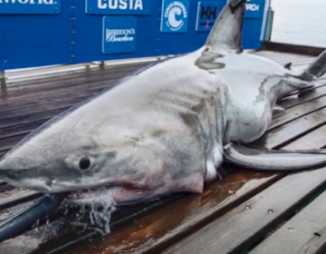 A nearly 900-pound, 11-foot-long great white shark pinged off the coast of Atlantic City as she made her way north last weekend. (6ABC)