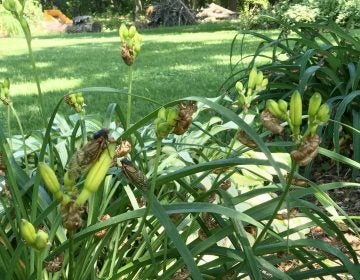 Periodical cicadas making themselves at home in the flowers outside Bret and Jody Satzler's house. (Anne Danahy / WPSU)