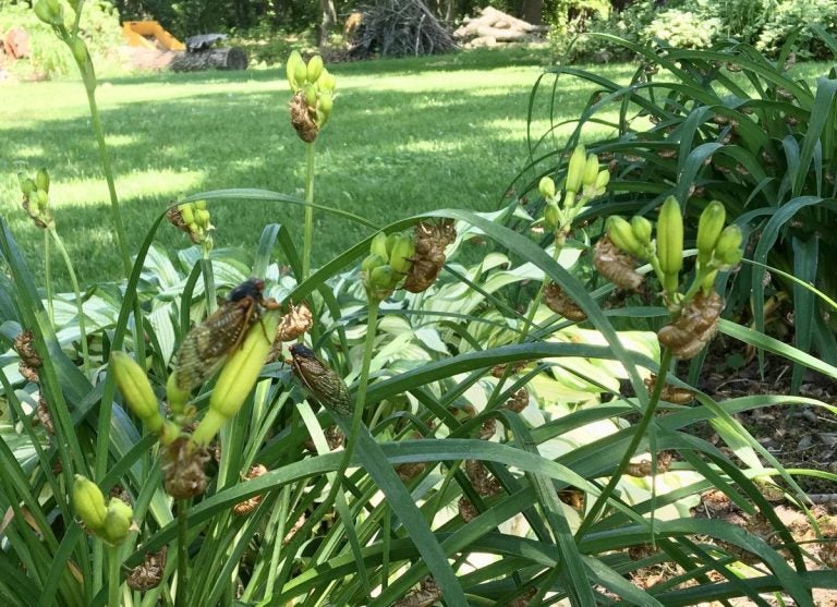 Periodical cicadas making themselves at home in the flowers outside Bret and Jody Satzler's house. (Anne Danahy / WPSU)